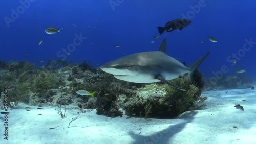 Shark waters