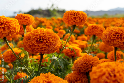 Cempasuchil flower field in a sunny day with blue sky and bales of hay in the background.