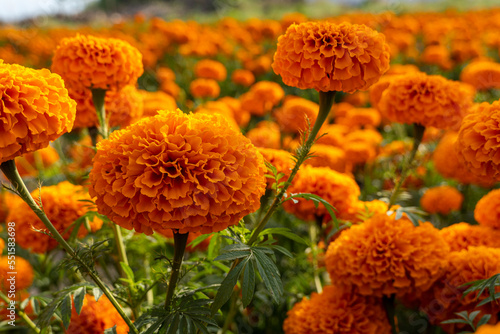 hands of Mexican farmer growing cempasuchil tagete flowers mexico
