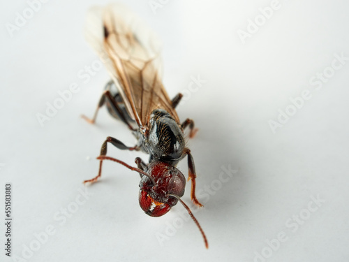 Queen of barbary harvester ant. Messor barbarus       