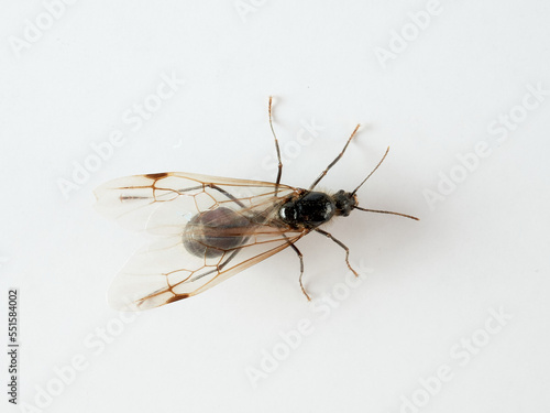Male of barbary harvester ant. Messor barbarus       © Macronatura.es