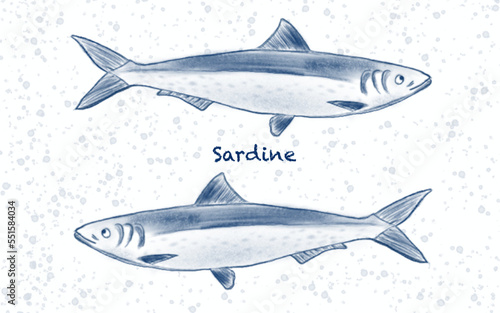 sardine