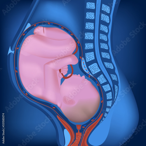Pregnant woman with a fetus in the uterus. Neon image for ultrasound, packaging of medicines, banner for the site, advertising of ultrasound examination. Vector illustration