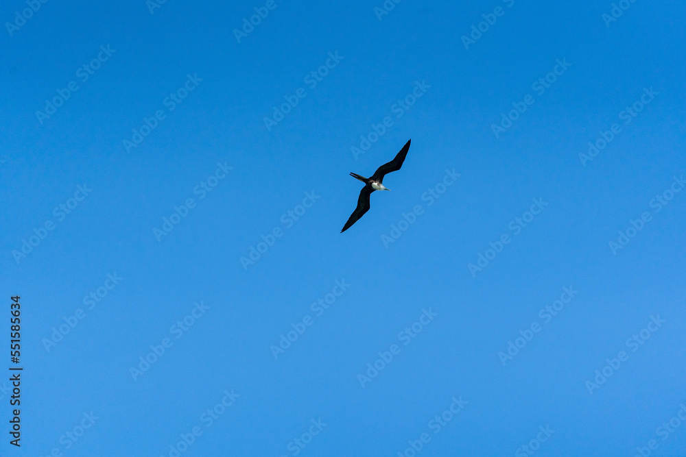 Frigatebird over Caribbean Sea, Tulum, Quintana Roo, Mexico.