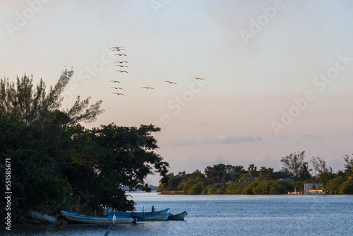 Pelícanos pardo volando al atardecer en la laguna de Tampamachoco en Tuxpan, Veracruz, México. photo