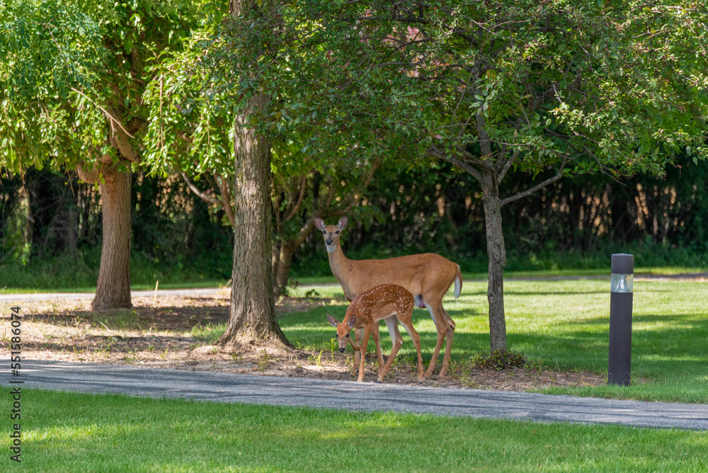 Urban White-tailed Doe Deer And Her Fawn Urban White-tailed Doe Deer And Her Fawn