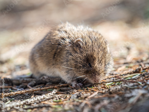 A closeup of a Common vole  Microtus arvalis  on the ground with a blurry background