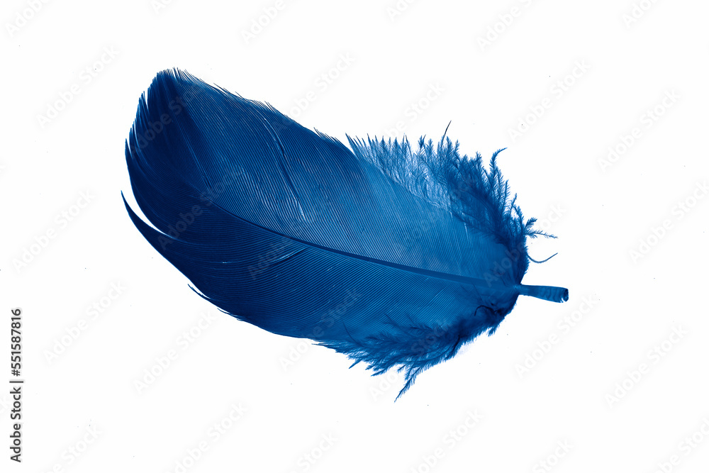 blue goose feather on a white isolated background