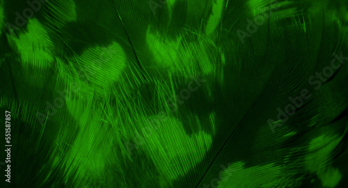 green hawk feathers with visible detail. background or texture