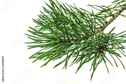 spring pine on a white isolated background