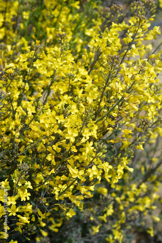 Curly kale yellow flowers