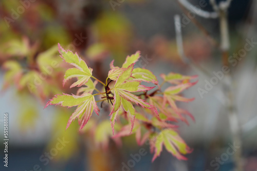 Butterfly Japanese Maple new leaves © nahhan