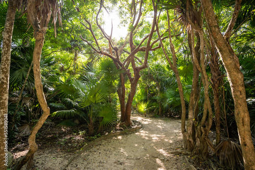 A beautiful path in the Impenetrable jungle of Mexico  a tropical paradise.