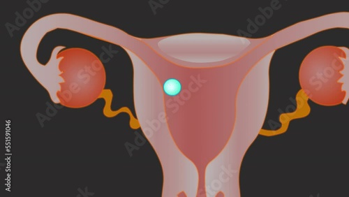 From zygote to infant animation.  Formation, development and growth stages in uterus. Zygote, embryo, fetus, baby, child. baby formation and development in the womb. medical video photo