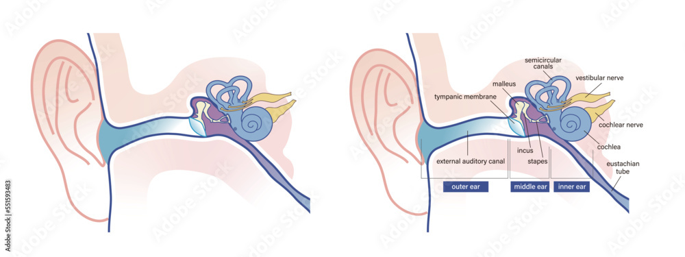 Human ear anatomy vector diagram, with and without description