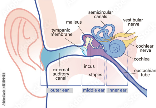 ear anatomy vector illustration  photo