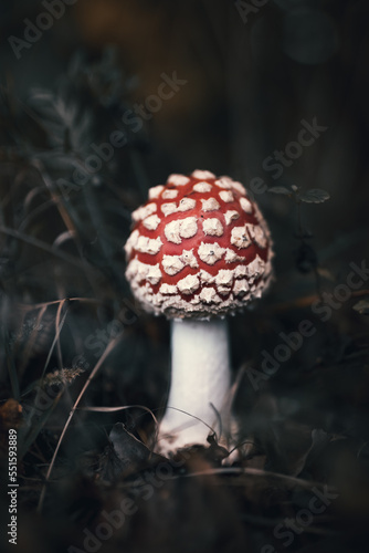 bajkowy muchomor czerwony na tle jesiennej trawy, amanita muscaria mushrooms in autumn forest
