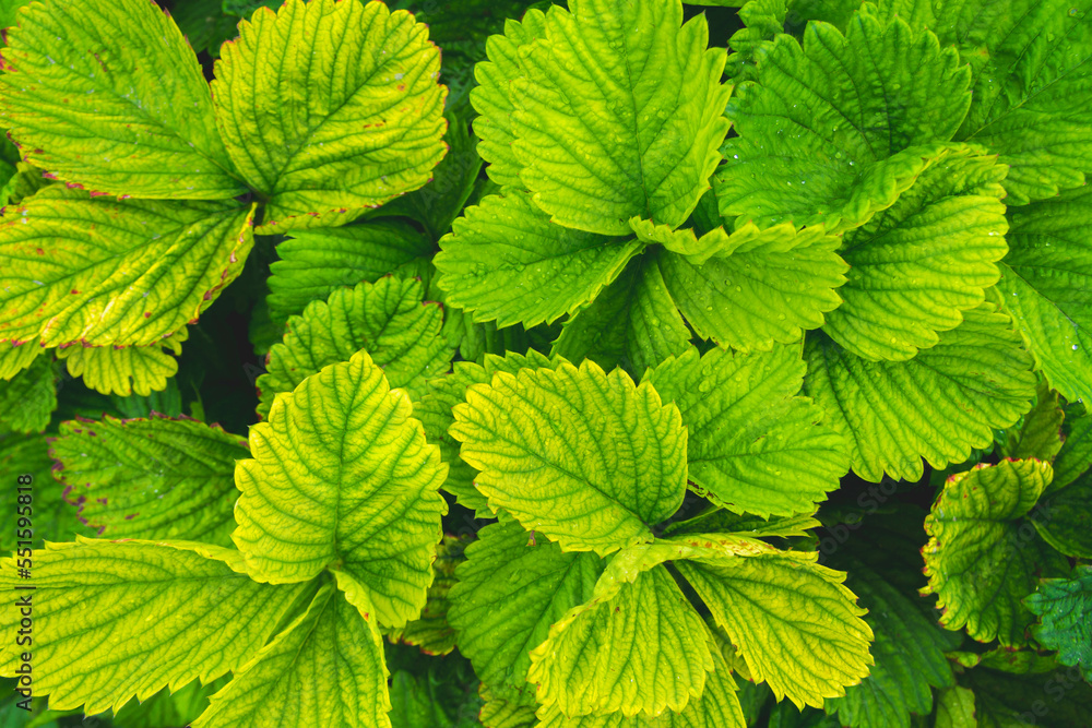 Background from green grass. Green leaves with water drops close up. Background from green grass. Green leaves with water drops close up.