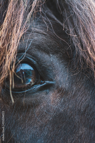 Auge / Tier