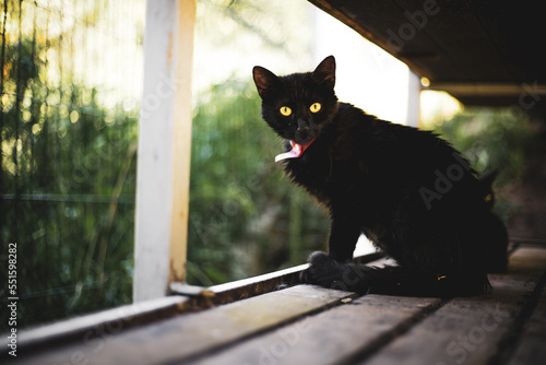 czarny kot  photo
