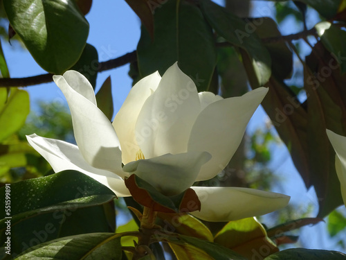 A huge white magnolia flower on a branch