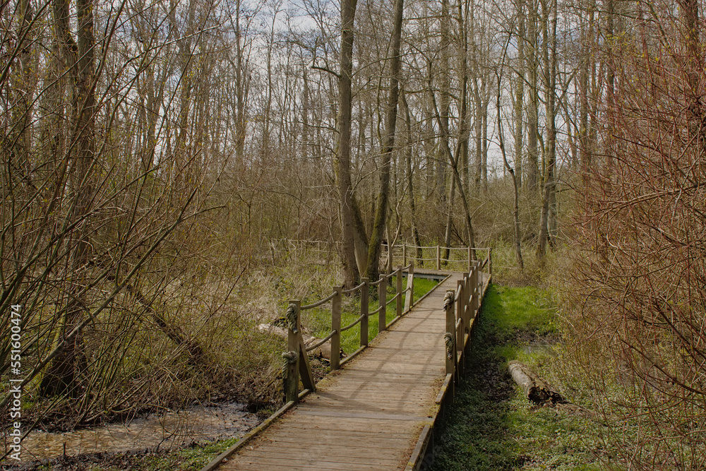 Wood walkway in the forest in Parkbos nature reserve in Ghent, Flanders, Belgium Wood walkway in the forest in Parkbos nature reserve in Ghent, Flanders, Belgium