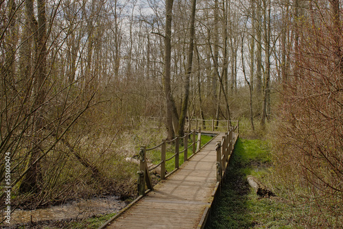 Wood walkway in the forest in Parkbos nature reserve in Ghent  Flanders  Belgium