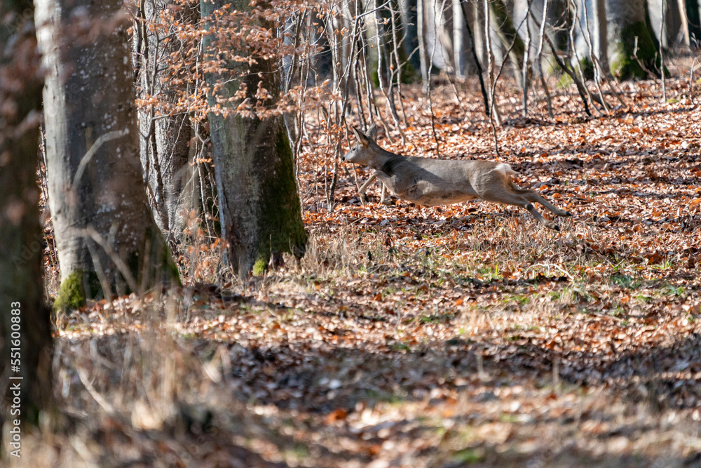 Obraz premium Deer in the early spring forest