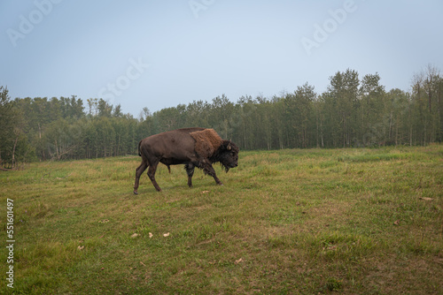 Bison in the field Elk Island National Park photo