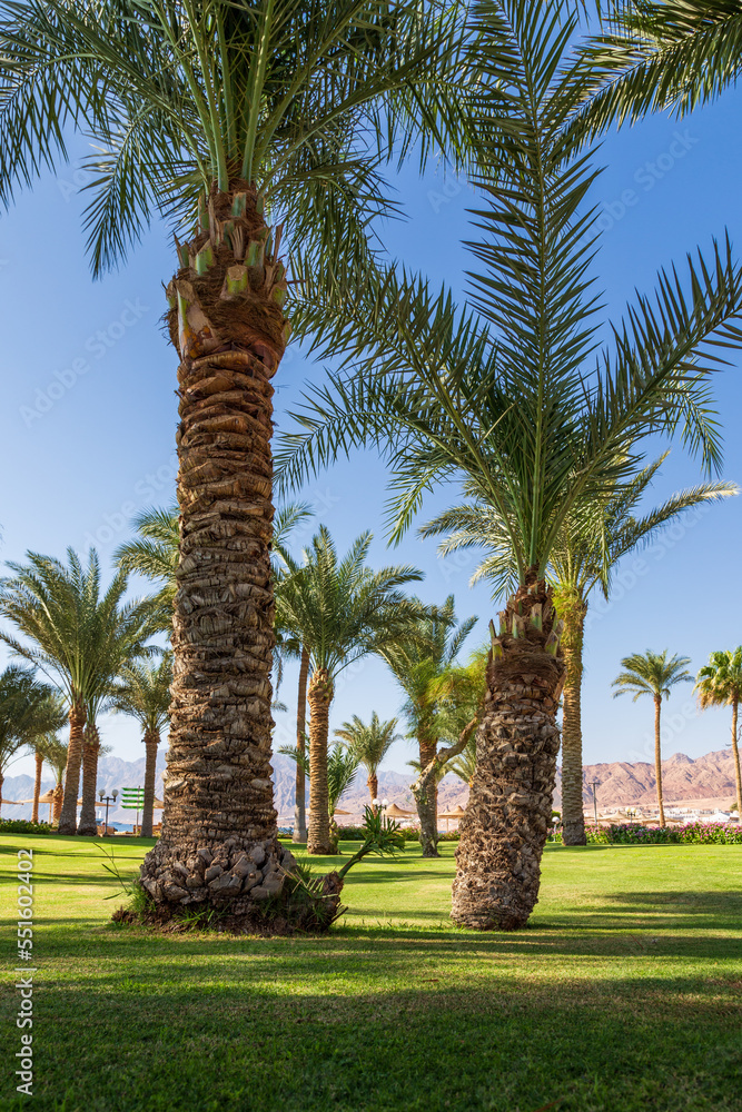 Resort garden with vivid green grass, palm trees, beach umbrellas and mountains in the background, Dahab, Egypt