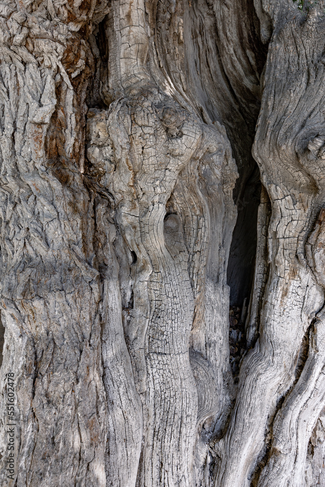 Abstract part of large old tree with thick curved trunk and rough bark