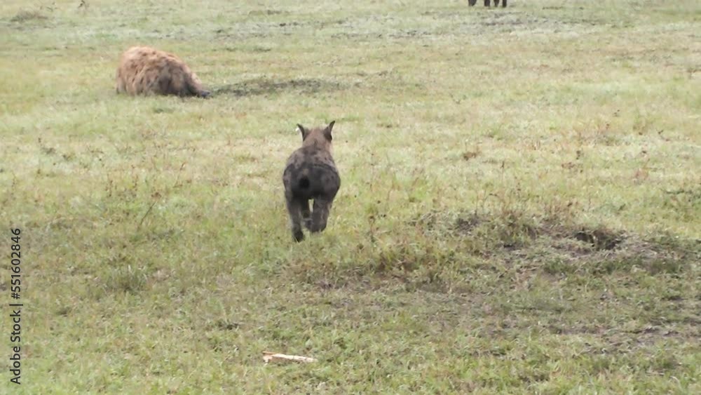 Spotted hyena cub running fast from one member of hyena pack to another