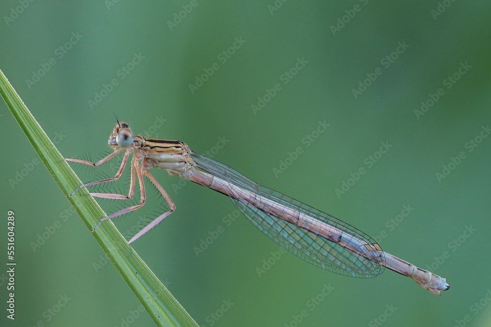 Die blaue Federlibelle auf einem Zweig vor unscharfem grünen Hintergrund, Platycnemis pennipes Die blaue Federlibelle auf einem Zweig vor unscharfem grünen Hintergrund, Platycnemis pennipes