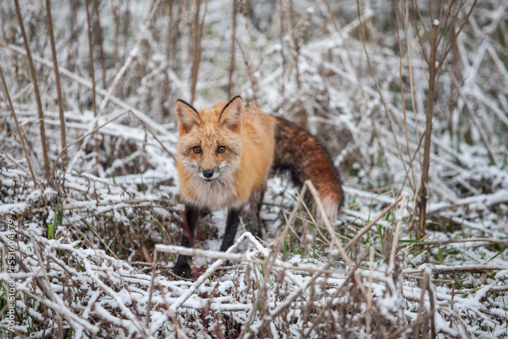 red fox in the snow