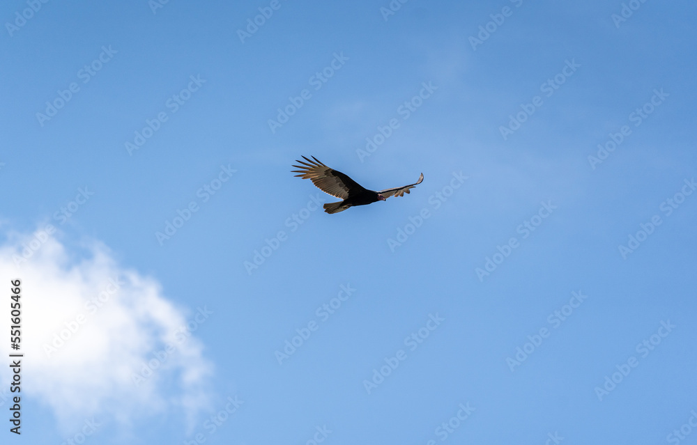A Turkey vulture (Cathartes aura) flies over the Mayan ruin complex at Chichen Itza.