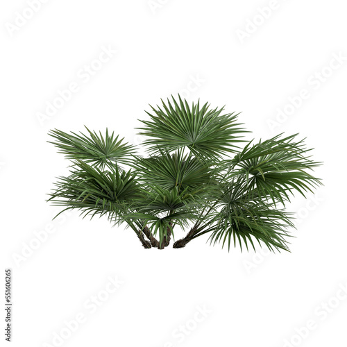 3d illustration of fan palm  trees isolated on transparent background