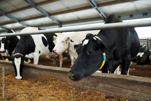 Row of black-and-white milk cows standing in cowshed of huge modern livestock farm and eating special fodder from feeder