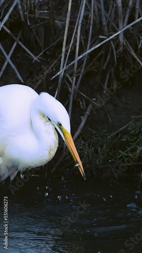 Great Egreat catching a fish in slow motion photo