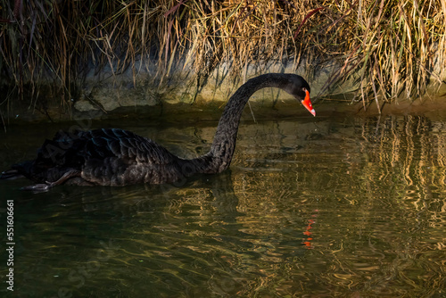 Fototapeta Naklejka Na Ścianę i Meble -  Black swan in a pond