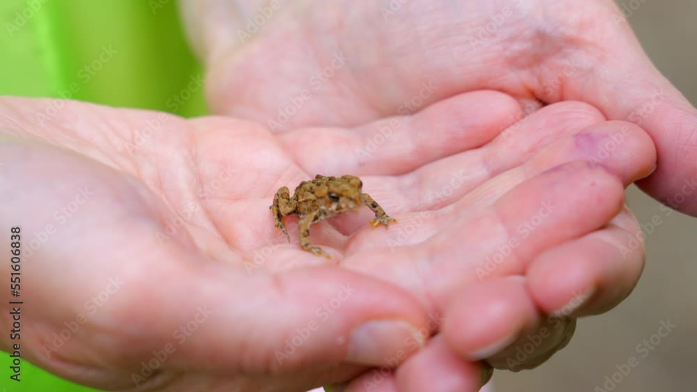 Establishing shot of small frog at humans hands at summer day in Vancouver, Canada, North America. Day time on September 2022. Still camera. ProRes 422 HQ. Establishing shot of small frog at humans hands at summer day in Vancouver, Canada, North America. Day time on September 2022. Still camera. ProRes 422 HQ.