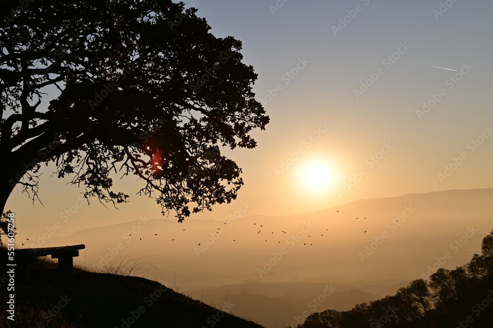 Fototapeta premium silhouette of a tree at sunset