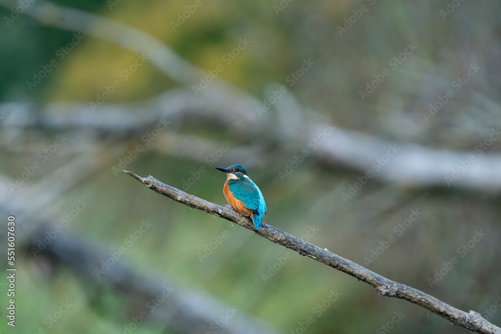 Wonderful kingfisher just before the sunset Wonderful kingfisher just before the sunset