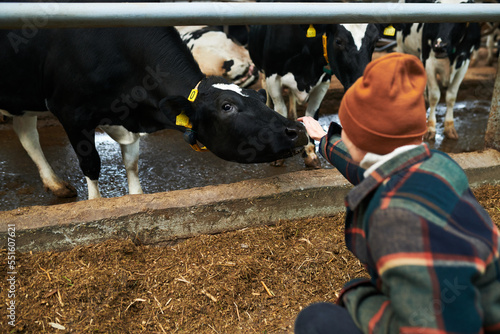 Rear view of young female worker of cowfarm stretching arm to one of purebred dairy cows standing in cowshed and having forage photo