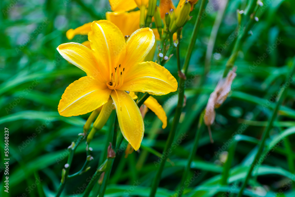 Flower of yellow daylily in a garden