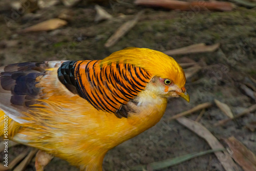 Golden pheasant in the park