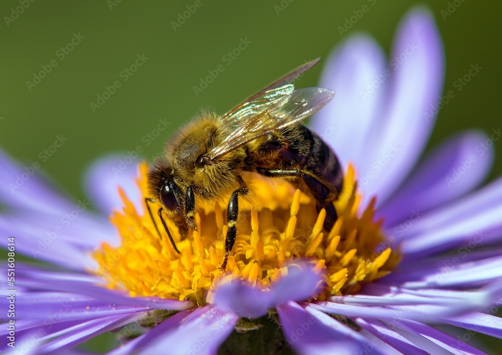 bee honeybee Apis Mellifera honey insect flower bee honeybee Apis Mellifera honey insect flower