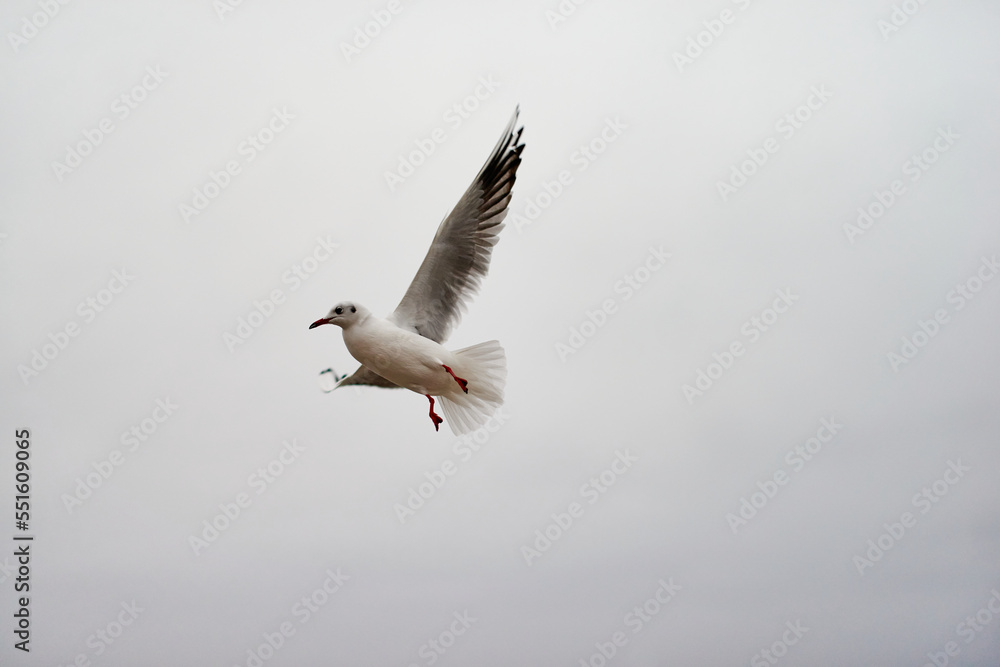 Obraz premium Seagulls in flight catch food in winter.