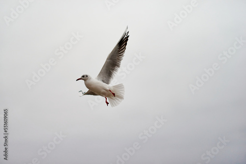 Seagulls in flight catch food in winter.