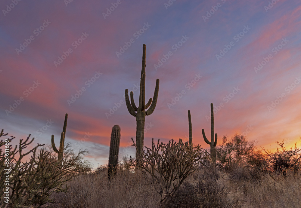 Cactus On A Hill at Sunset Time In Arizona Cactus On A Hill at Sunset Time In Arizona