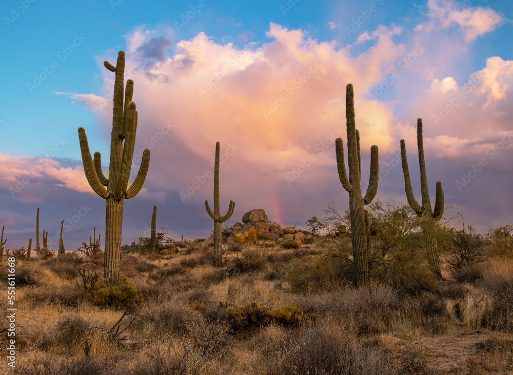 AZ Desert Sunset Landscape With Cactus On A Hill